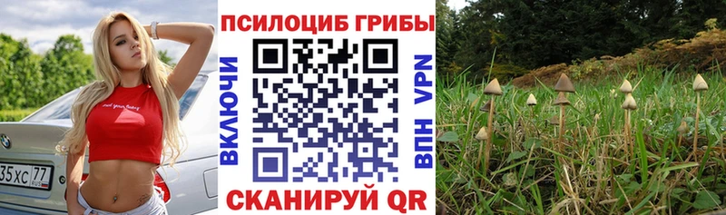 Псилоцибиновые грибы GOLDEN TEACHER  Мураши 